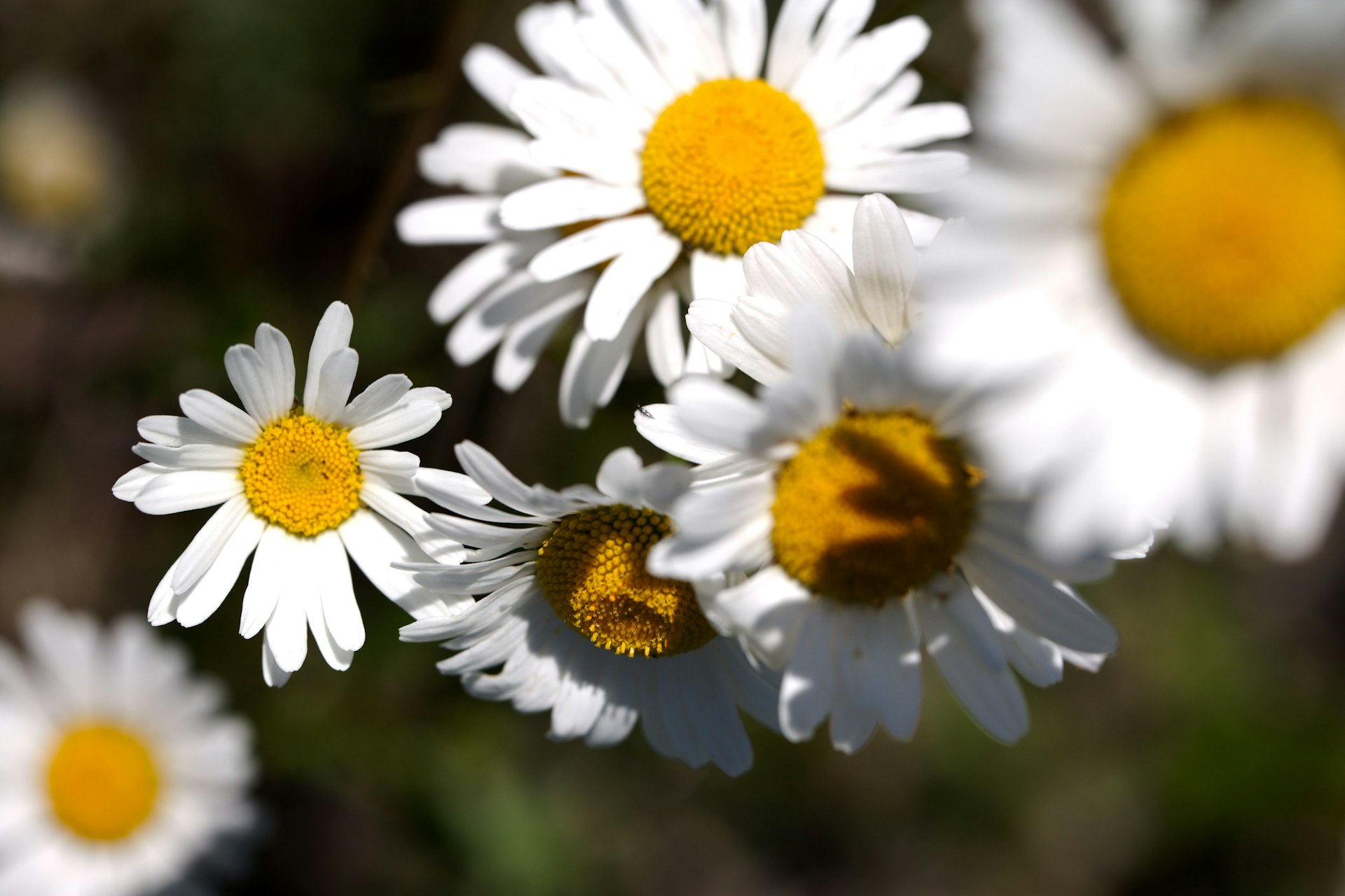 A bunch of white and yellow flowers in a field